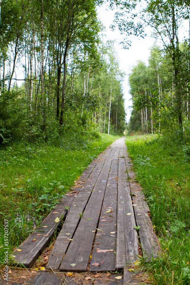 Obraz premium Path in the woods lined with boards