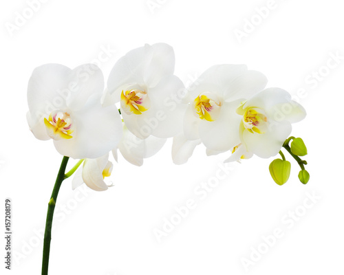 Delicate orchid branch blossoming with large white flowers isolated on white background. Blooming twig of Phalaenopsis orchid flower.