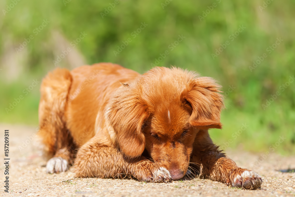 Obraz premium Nova Scotia Duck Tolling Retriever on a forest path