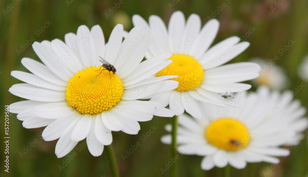flower, daisy, flowers, nature, grass, green, field, summer, spring flower, daisy, flowers, nature, grass, green, field, summer, spring