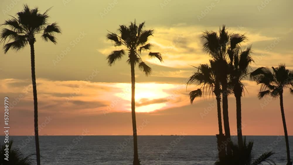 Palm Trees and BIrds Silhouetted Against Orange sky, sun, and ocean Palm Trees and BIrds Silhouetted Against Orange sky, sun, and ocean