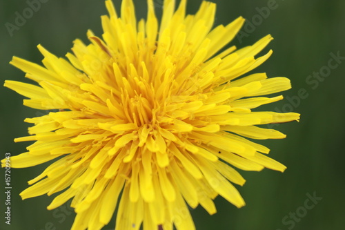 Yellow dandelion