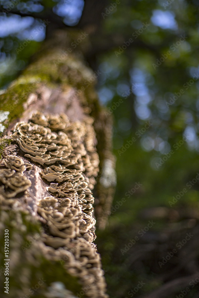 Mushrooms grow on a tree in a forest Mushrooms grow on a tree in a forest