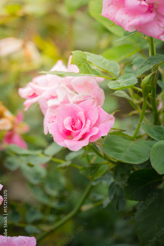 The background image of the colorful flowers