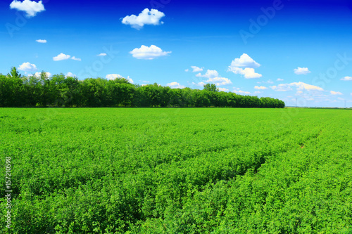 clover fields and beautiful blue sky