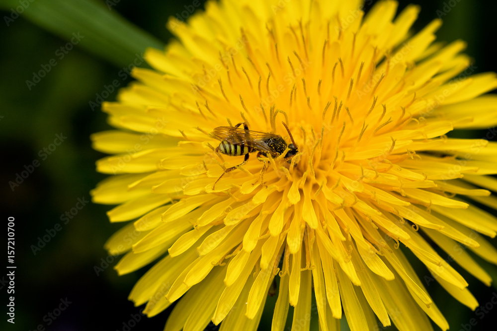 Honey Bee getting nectar from a dandelion/save the bees