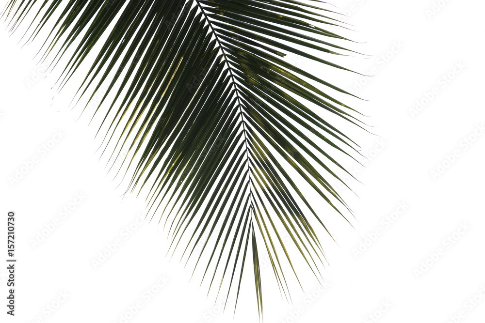 Obraz premium Coconut leaf isolated on white background with clip path
