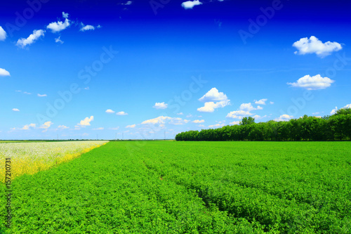 clover fields and beautiful blue sky