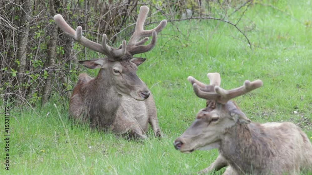 Deer in the National Park of Abruzzo in Italy Deer in the National Park of Abruzzo in Italy