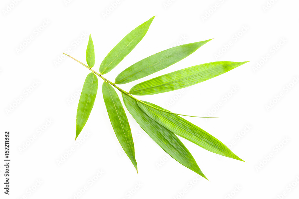 Fototapeta premium bamboo leaf on white background.