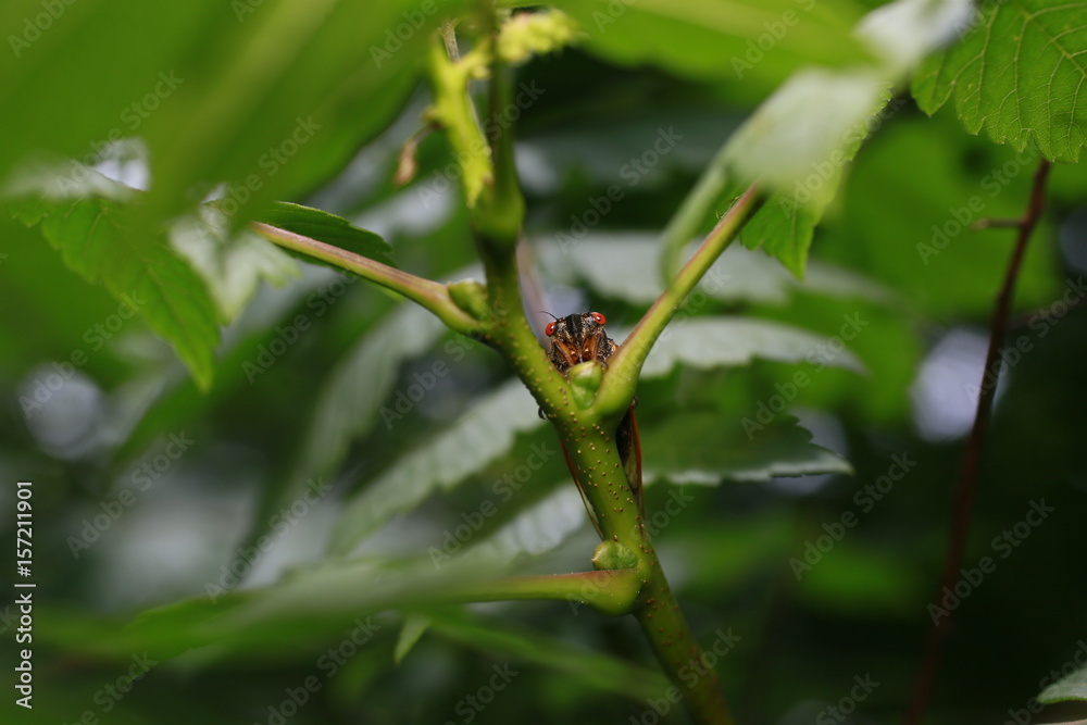 Obraz premium Early Brood X Cicada on a leaf