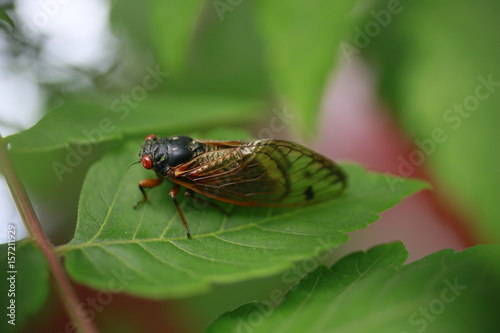 Early Brood X Cicada on a leaf