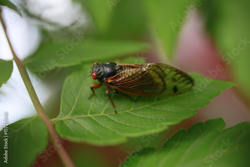 Early Brood X Cicada on a leaf © StockVizions
