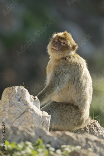 Barabry Ape (Macaca sylvana) © Enrique
