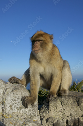 Barabry Ape (Macaca sylvana) © Enrique