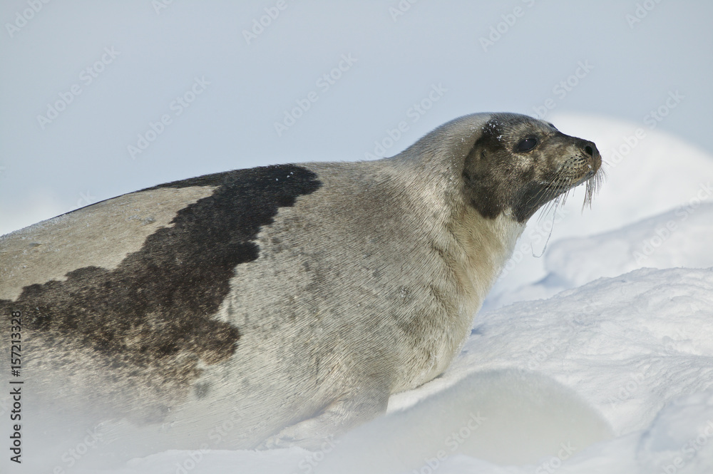 Naklejka premium Harp seal (Phoca groenlandica)