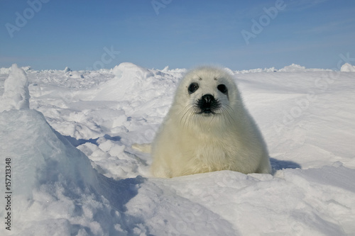 Harp seal (Phoca groenlandica)