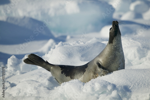 Harp seal (Phoca groenlandica) female territorial display on the ice, Gulf of Saint Lawrence, Canada.