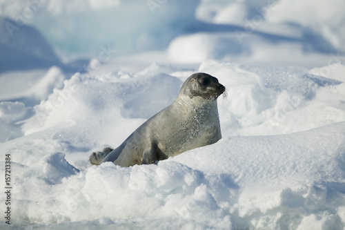 Harp seal (Phoca groenlandica) female on the ice, Gulf of Saint Lawrence, Canada.