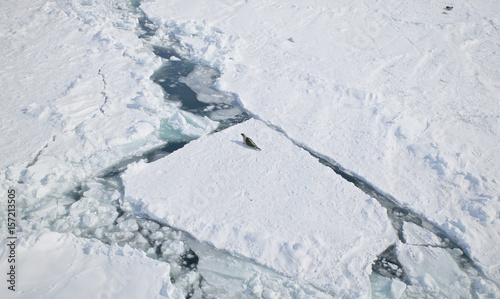 Harp seal (Phoca groenlandica) on fractured ice blocks
