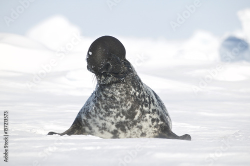 Hooded seal (Cystophora cristata) male inflating nasal sac