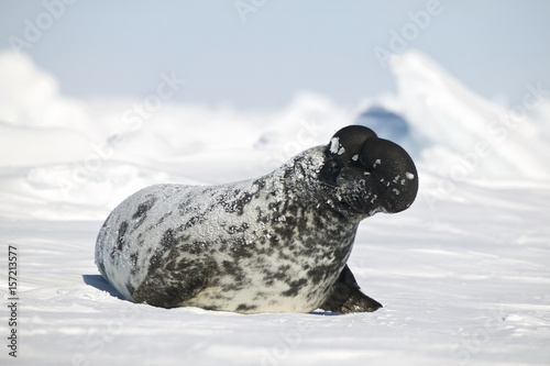 Hooded seal (Cystophora cristata) male inflating nasal sac photo