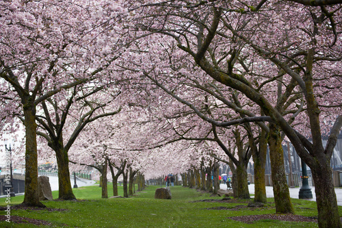 cherry blossoms Portland OR
