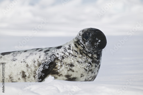 Hooded Seal (Cystophora cristata) male on the iceshelf