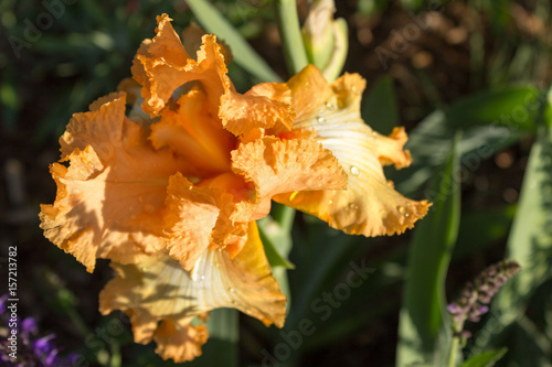 A peach colored iris with a deep orange throat.