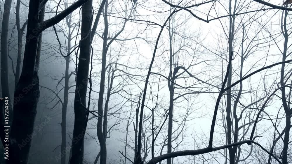 Withered branches surrounded by clouds at Zhangjiajie Withered branches surrounded by clouds at Zhangjiajie