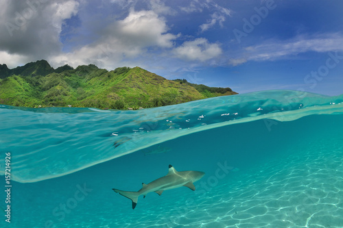 Moorea - Haapiti (Polynésie Française) : requin pointe noire nageant dans le lagon.