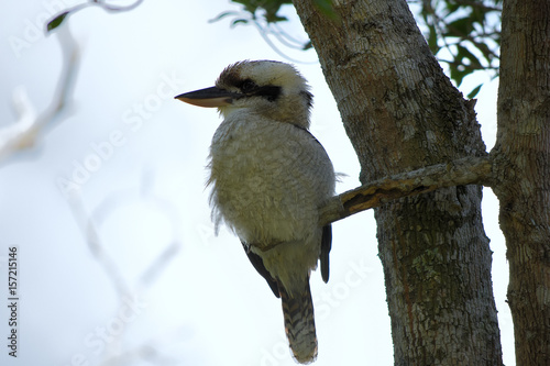 Kondalilla National Park - Australie : Kookaburra ou Martin-chasseur géant dans le parc national de Kondalilla photo