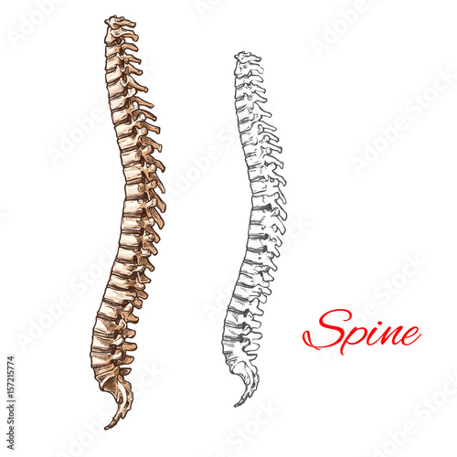 Vector sketch icon of human spine bones or joints