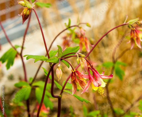 Eastern Columbine Flower