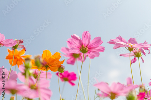 Cosmos beauty flowers