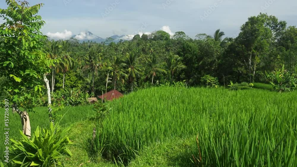 Rice Fields and Terraces Surrounded by Tropical Forest Rice Fields and Terraces Surrounded by Tropical Forest