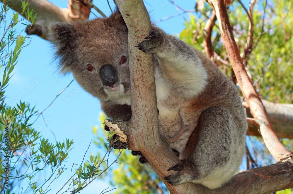 Fototapeta premium Koala Bear in the wild in the eucalyptus trees on Cape Otway in Victoria Australia AUS