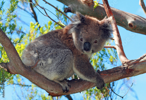 Koala Bear in the wild climbing in the eucalyptus woodland trees on Cape Otway in Victoria Australia