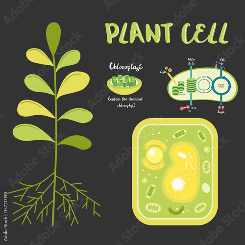 Inside theplant cell