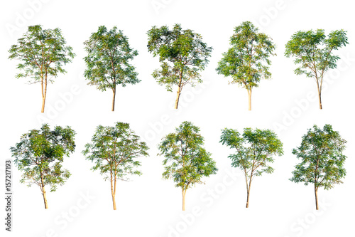 collection of green tree isolated on white background