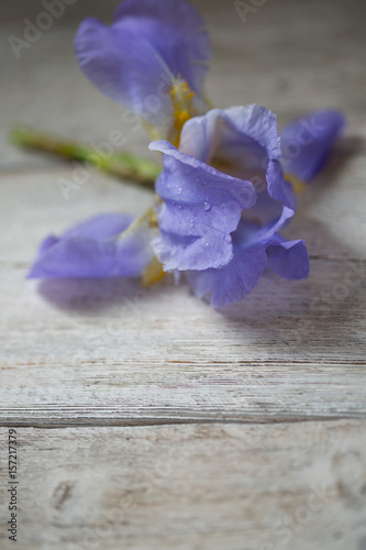 Fototapeta Naklejka Na Ścianę i Meble -  Iris flower on wooden boards