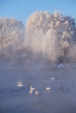Swans and ducks in mist on altai lake Svetloe