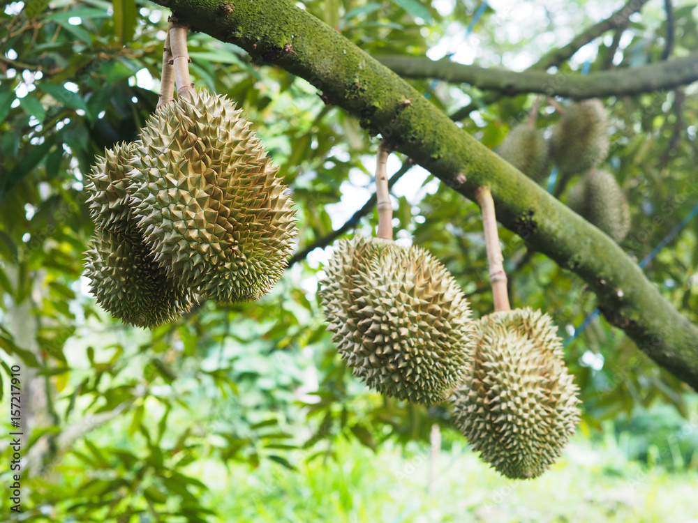 durian fruit hanging on tree durian fruit hanging on tree