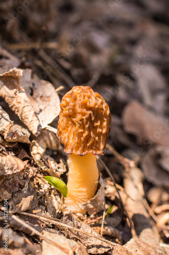 Morel Mushroom in Spring