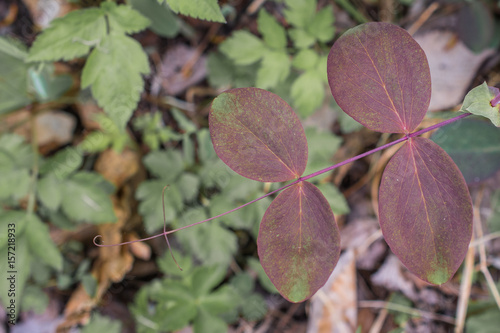 Pale Vetchling Leaflet photo
