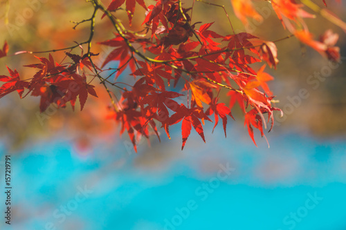 Wallpaper Mural Autumn color change is season colorful, with red and yellow leaves alternates, beautiful nature background in Eikando temple, Kyoto, Japan. Torontodigital.ca