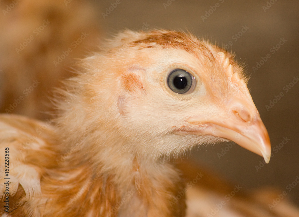 Portrait of brown the chicken on a dark background