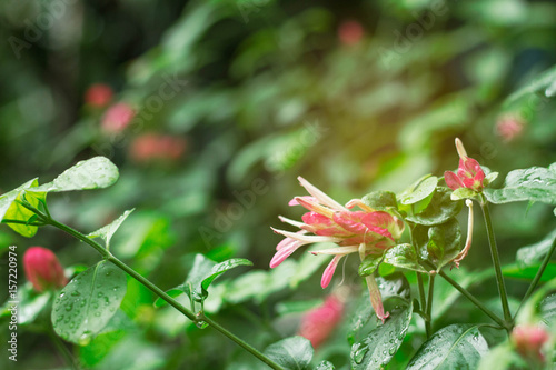 Fototapeta Naklejka Na Ścianę i Meble -  Flowers after rain.