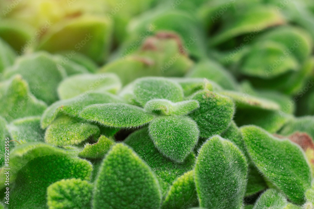 Ornamental plant with natural green. Ornamental plant with natural green.