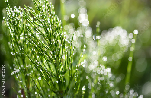 dewdrops on the grasses 
